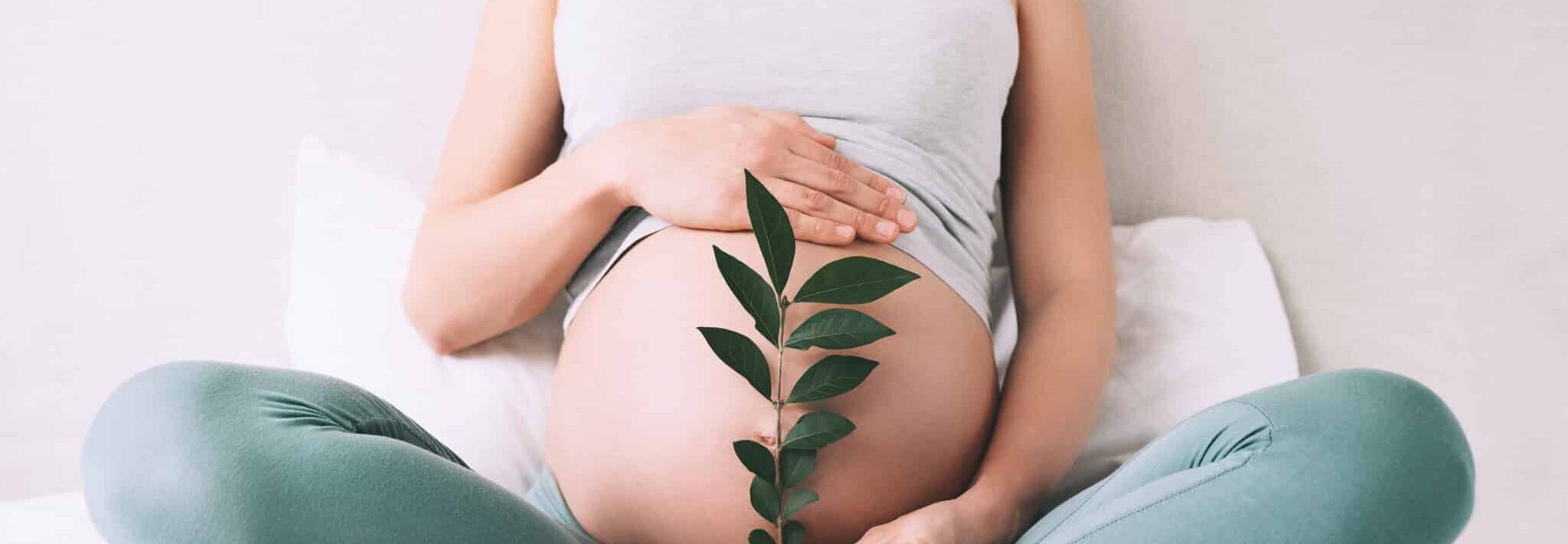 Pregnant woman holds green sprout plant near her belly as symbol of new life, well-being, fertility, unborn baby health. Ultralydsscanning af baby på skærm hos Praksisjordemoder med jordemoder og gravid kvinde