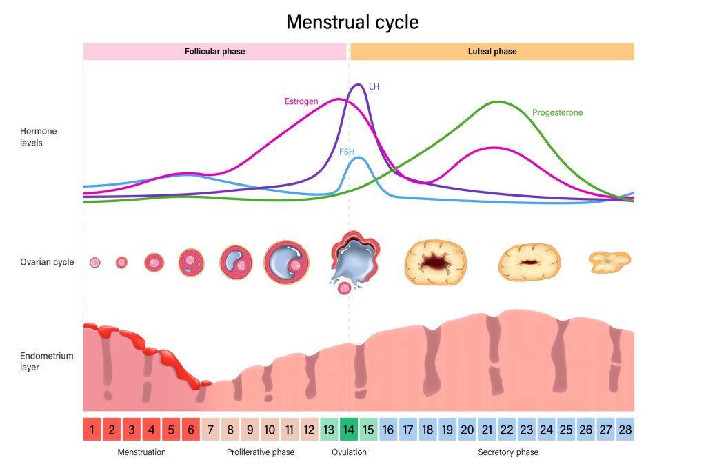Illustration af menstruationscyklus og hormonændringer