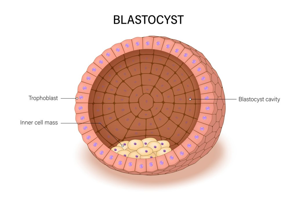 Blastocysten uge 3